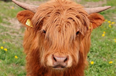 highland    scottish breed  rustic cattle  cattle