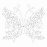 Coloring Color Pages Butterflies Vive Le Wishlist Add sketch template