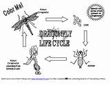Cycle Dragonfly Life Coloring Kids Diagram Firefly Dragonflies Dragon Cycles Fly Pages Science Animal Information Eggs Boys Info Fun Adaptations sketch template
