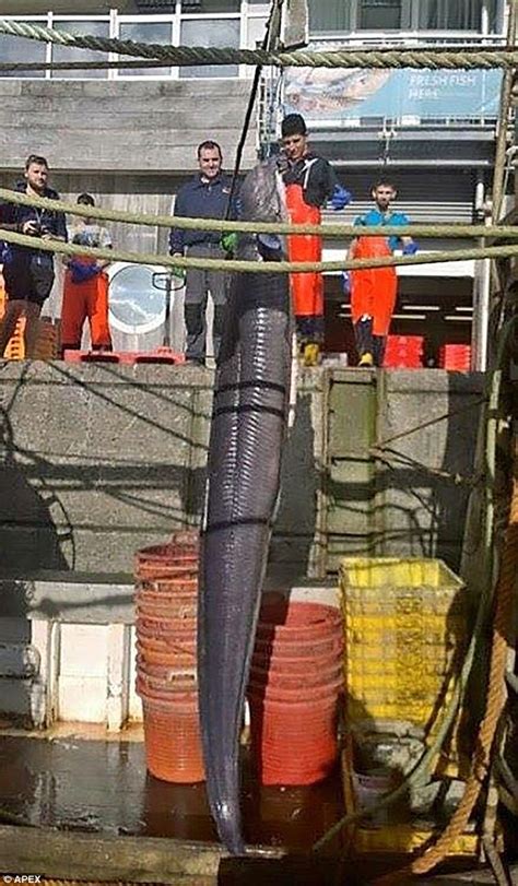 new photo reveals 20ft plymouth conger eel was just a trick of