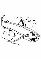 Haaien Dieren Requin Ausmalbilder Coloriage Haie Haai Animaatjes Attaque Malvorlagen Bubbels Malvorlagen1001 Malvorlage Templates sketch template