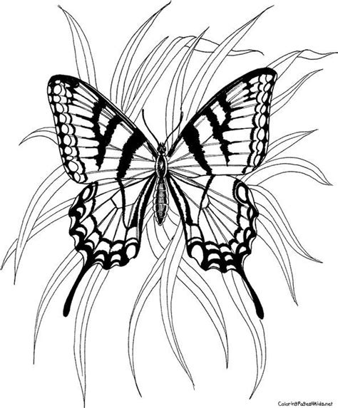 butterfly coloring pages coloring pages  kids butterfly coloring