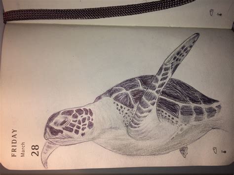 mnaitodesigns keeping  real  drawing   time sea turtle
