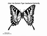 Swallowtail Tiger Coloring Butterfly Eastern Exploringnature sketch template