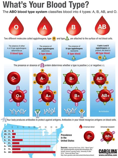 infographic whats  blood type biologic pinterest anatomie