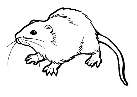 printable rat coloring pages  kids