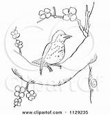 Outlined Clipart Coloring Tree Bird Cartoon Vector Thrush Blossoming Wood Bobolink Wheat Grass Picsburg Blossom Cardinal Branch sketch template