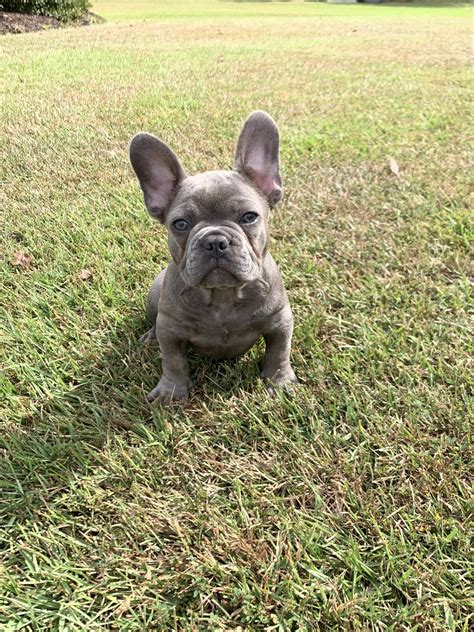 french bulldog puppies  sale greenville nc