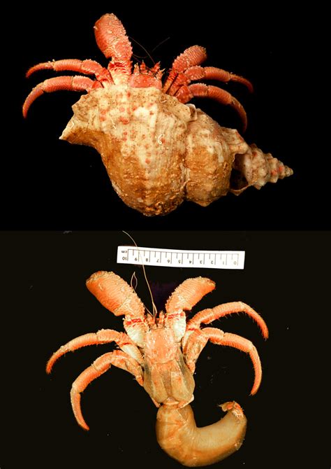 creature feature  striated hermit crab western australian museum