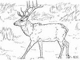 Deer Everfreecoloring sketch template