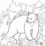 Bear Coloring Pages Kermode American Bears Printable Drawing Popular sketch template