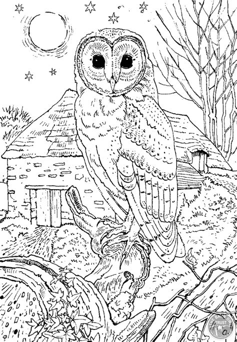 owl barn owl coloring pages adult coloring pages cute coloring pages