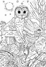 Owl Barn Colouring Kids Pages Fact  Above sketch template