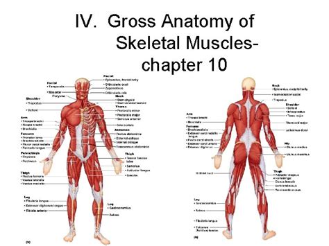 muscular systemgross anatomy    human