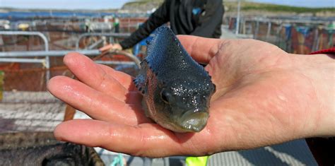 studie viser  ras anlegg gir  fiskehelse  rognkjeks intrafishno