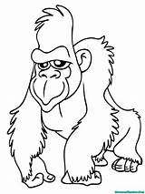 Ape Gorila Apes Gorilla Mewarnai Gordo Tarzan Rainforest Zoo Coloringbay Coloring Mewarnaigambar sketch template