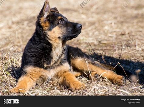 german shepherd puppy lies adorable german shepherd puppy  floppy