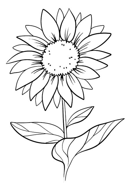 daisy flower  coloring page  print  color