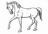 Caballo Dibujo Grandes Pferd sketch template