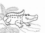 Alligator Coloring Baby Pages Getdrawings sketch template