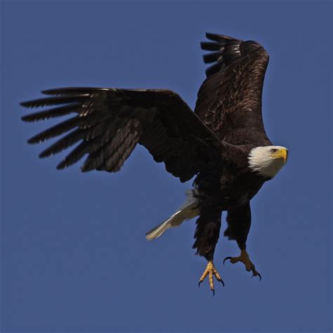 northofphotography species spotlight bald eagle