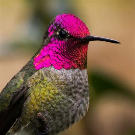 hummingbirds    beautiful colors nature babamail