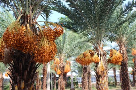 date palm garden emerges   photo hotspot  vietnams mekong delta