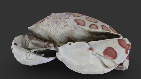 arthropod hepatus epheliticus download free 3d model by digital