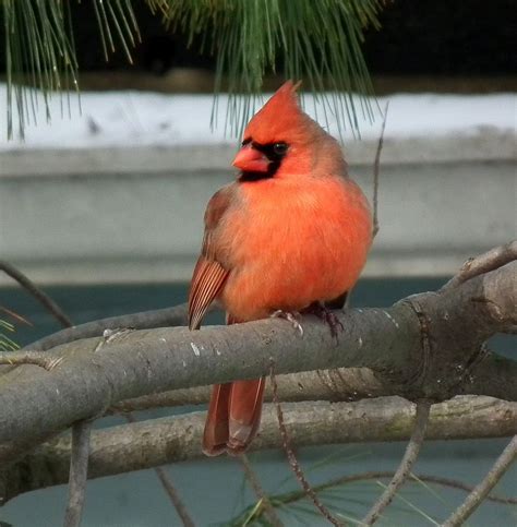 listening  nature  chaotic cardinal song