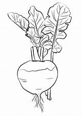 Turnip Coloring Drawing Pages Printable Paintingvalley Categories sketch template