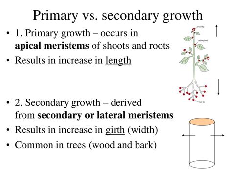 gymnosperm intro  evolution life cycle  reproduction