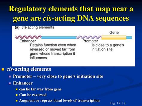 Ppt Gene Regulation In Eukaryotes Powerpoint Free Download Nude Photo