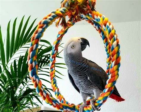 large cotton rope sphere perch  parrot space