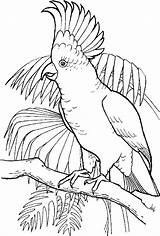 Cockatoo Sulfur Crested Drawings Birds sketch template