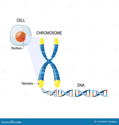 Chromosome Structure Telomere