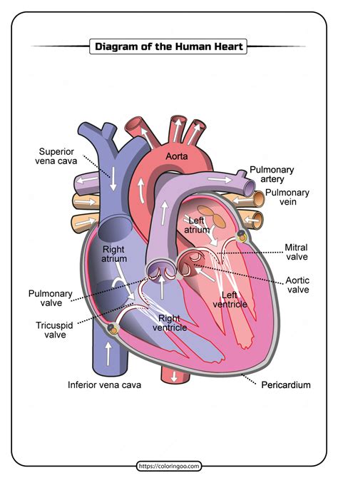 printable diagram   human heart