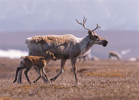 why protecting the arctic national wildlife refuge is