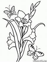 Coloring Snowdrop Gladiolus Pages Young sketch template