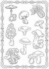 Morel Mushrooms B111 sketch template