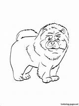 Chow Coloring Pages Designlooter 750px 29kb Getcolorings sketch template