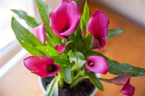 grow  care  calla lilies