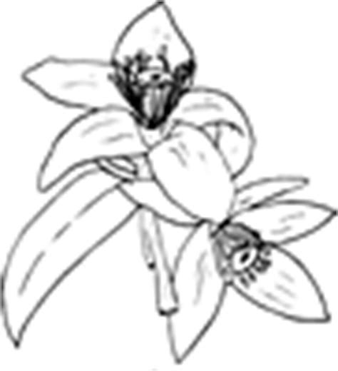 florida state flower coloring page flower coloring page