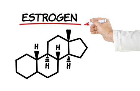 estrogen mache seibel md mache seibel md