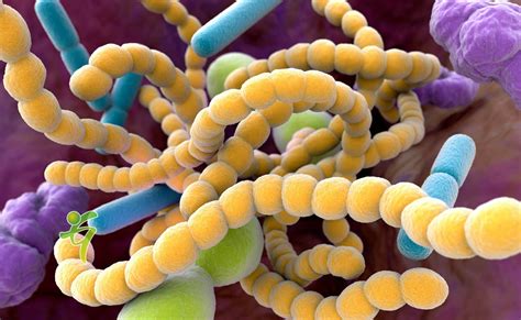 warum sie bakterien  ihrem dickdarm brauchen gesundheitsticker