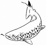 Trout Brook Drawing Drawings Getdrawings Fish sketch template