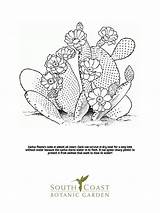 Blossoms Cricut sketch template
