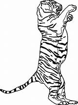 Coloring Foot Pages Footprint Animal Track Tiger Two Getcolorings Printable Wecoloringpage Getdrawings Color Colorings sketch template