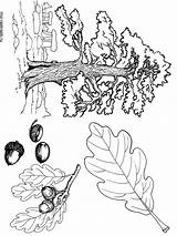 Oak Coloring Tree Pages Printable Kids Recommended Color sketch template
