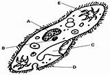 Paramecium Protozoa Key sketch template