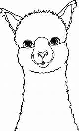 Alpaca Coloring Drawing Pages Llama Face Baby Lama Wecoloringpage Zeichnung Cartoon Printable Animal Alpacas Color Cute Template Ausmalbilder Outline Drawings sketch template